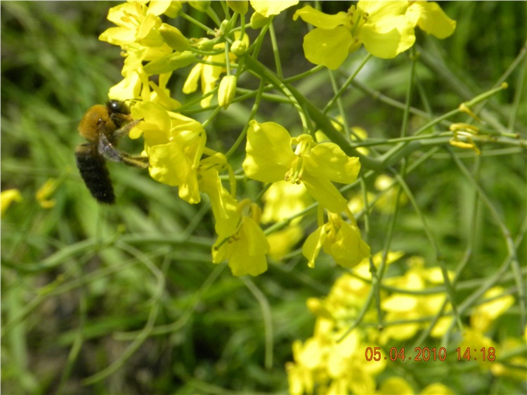 DSCN3136.jpg