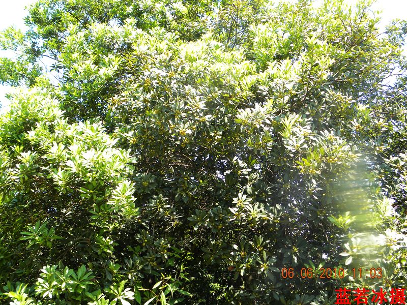 DSCN4370.jpg